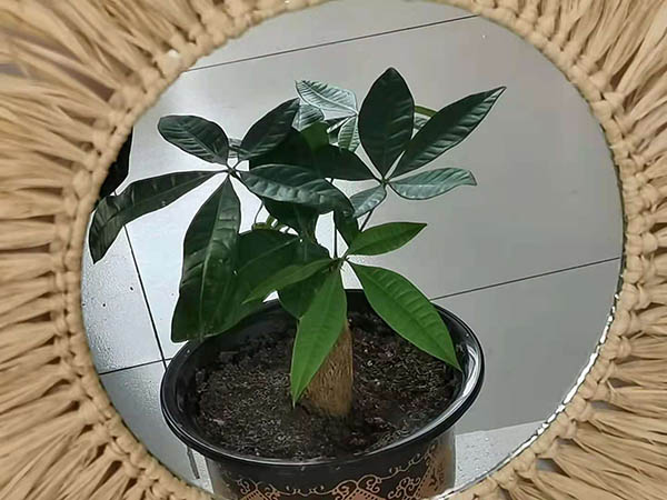 handmade raffia grass Moon phase glass mirror for home wall hanging3